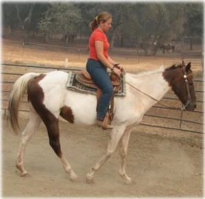horse rescue