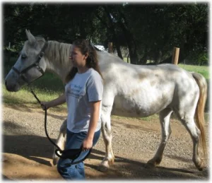horse rescue