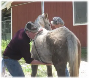horse rescue
