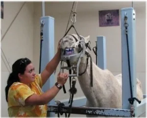 horse rescue