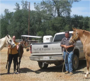 horse rescue