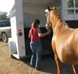 horse rescue