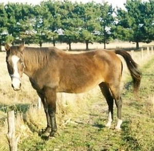 horse rescue