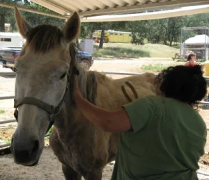 horse rescue