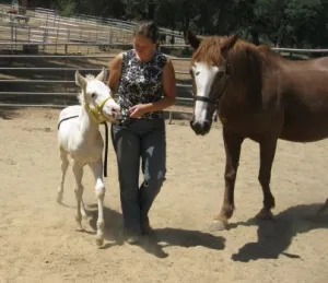 horse rescue