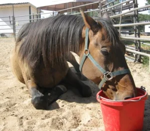horse rescue