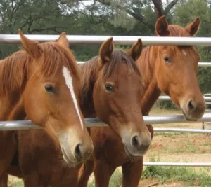 horse rescue