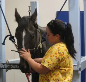 horse rescue