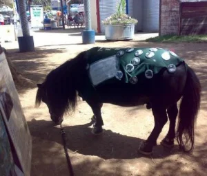horse rescue