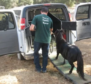horse rescue