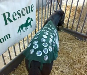 horse rescue