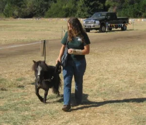horse rescue
