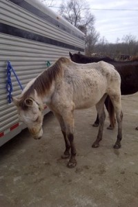 horse 1