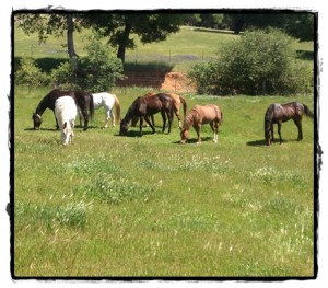 horse shelter