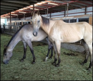 horse shelter