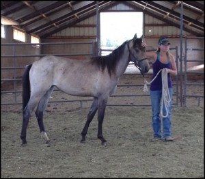 horse shelter