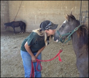 horse shelter