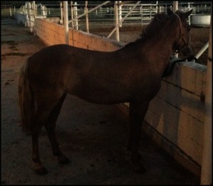 8-5-13-1 horse shelter