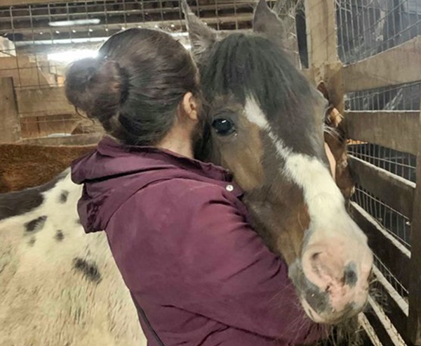 horse update