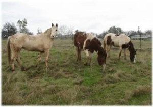 horse rescue