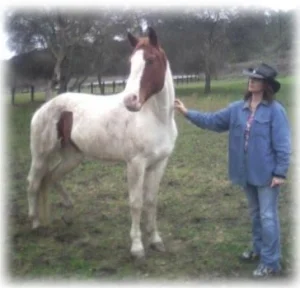 horse rescue