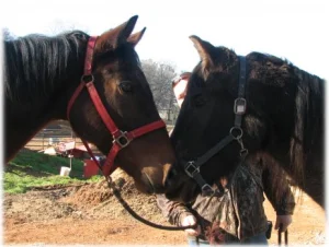 horse rescue