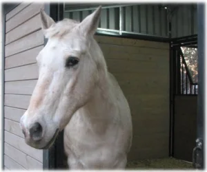 horse rescue