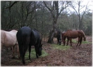 horse rescue