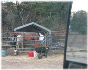 horse rescue