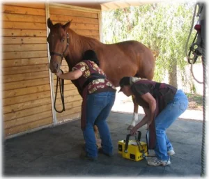 horse rescue