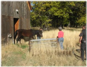 horse rescue