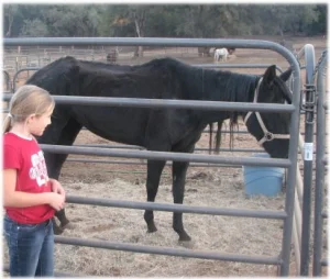horse rescue