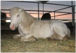 horse rescue