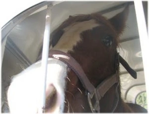 horse rescue
