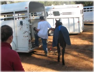 horse rescue