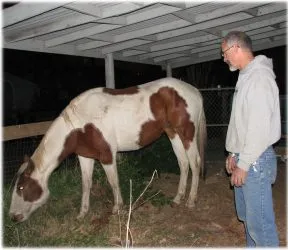 horse rescue