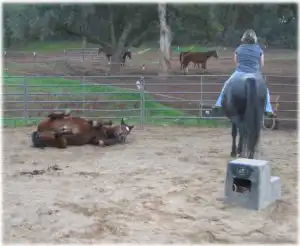 horse rescue
