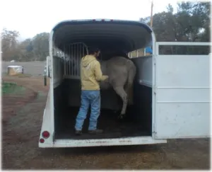 horse rescue