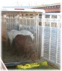 horse rescue