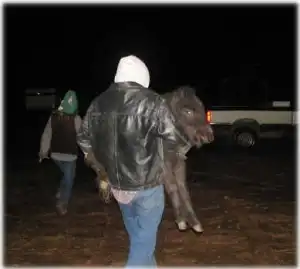 horse rescue