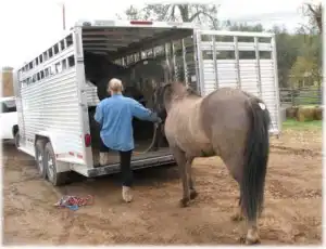 horse rescue