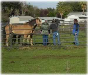 horse rescue