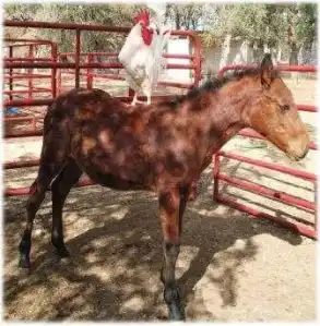 horse shelter