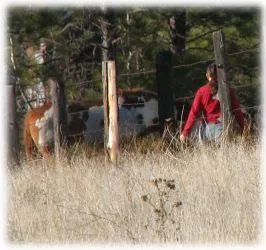 horse rescue