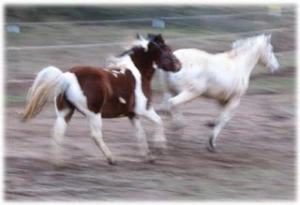 horse rescue