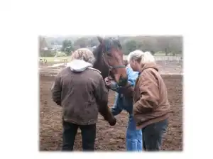horse rescue