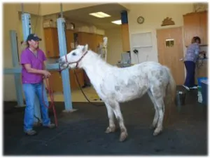 horse rescue