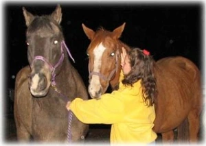 horse rescue