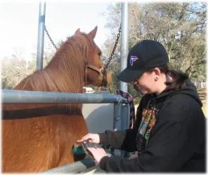 horse rescue