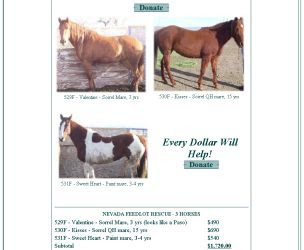 horse rescue
